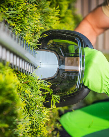 Jakie nożyce do żywopłotu wybrać? Porady i wskazówki